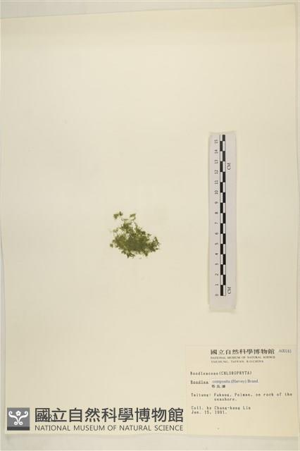 布氏藻藏品圖，第3張