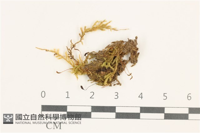 登錄號:B00009581藏品圖，第1張