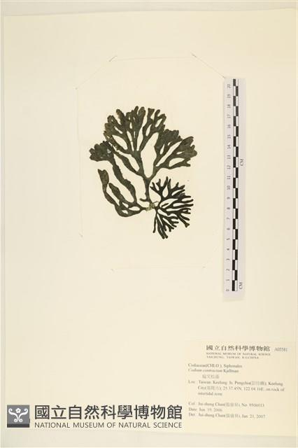 館號:A00005581藏品圖，第1張