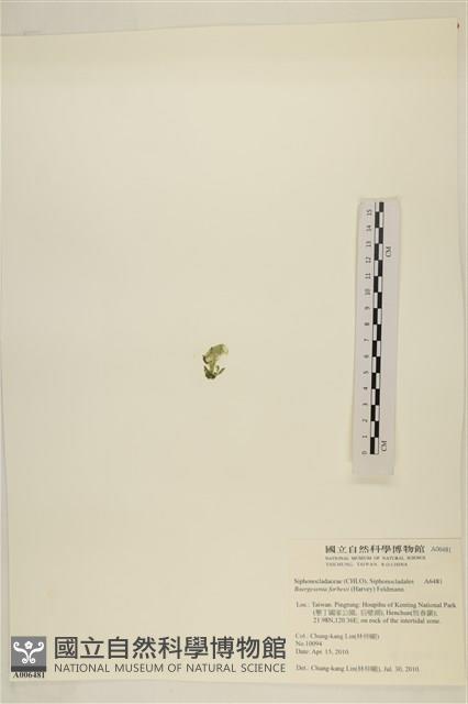 曲玉藻, 香蕉菜, 玉茄藻藏品圖，第3張