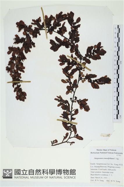 厚葉馬尾藻藏品圖，第1張
