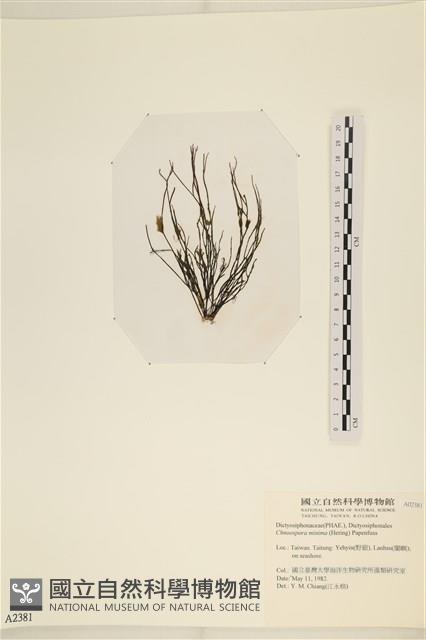 小毛孢藻, 小鹿角苔藏品圖，第1張