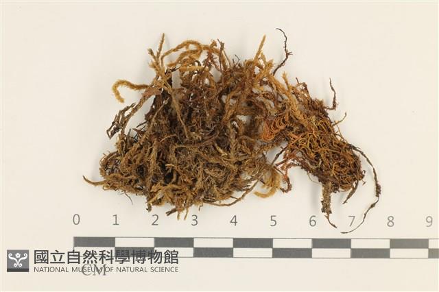 臺灣逆毛蘚藏品圖，第1張