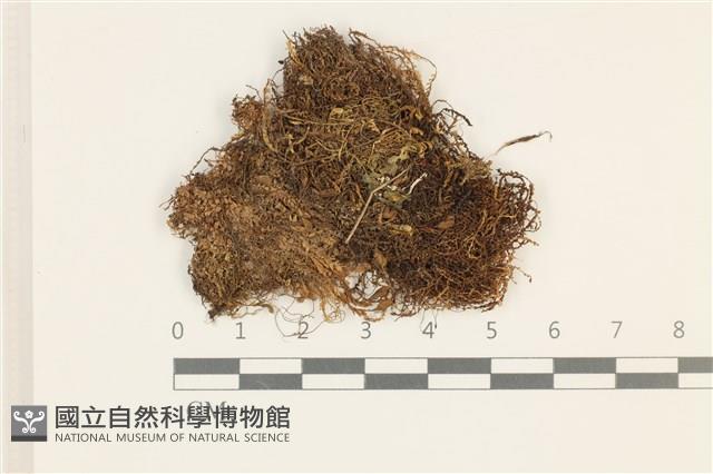 瓶蘚藏品圖，第1張