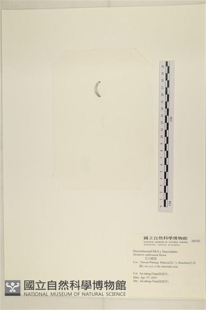 范氏蠕藻藏品圖，第3張