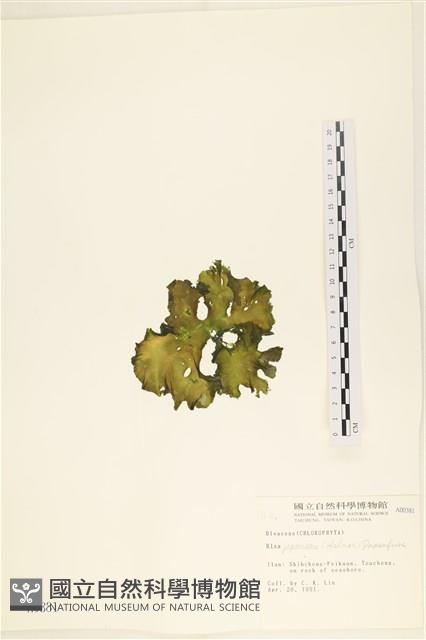 Accession Number:A00000381 Collection Image, Figure 3, Total 3 Figures