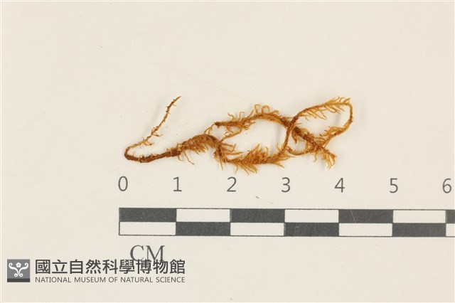 登錄號:B00004781藏品圖，第1張
