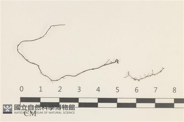 爪哇檜蘚藏品圖，第1張