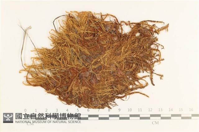 沼澤皺蒴蘚藏品圖，第1張