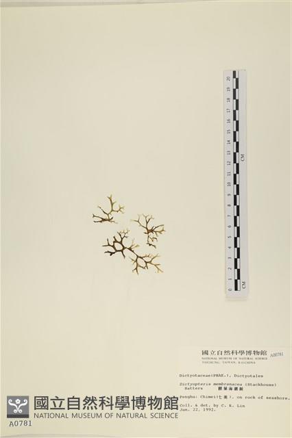 膜葉海網蕨藏品圖，第3張