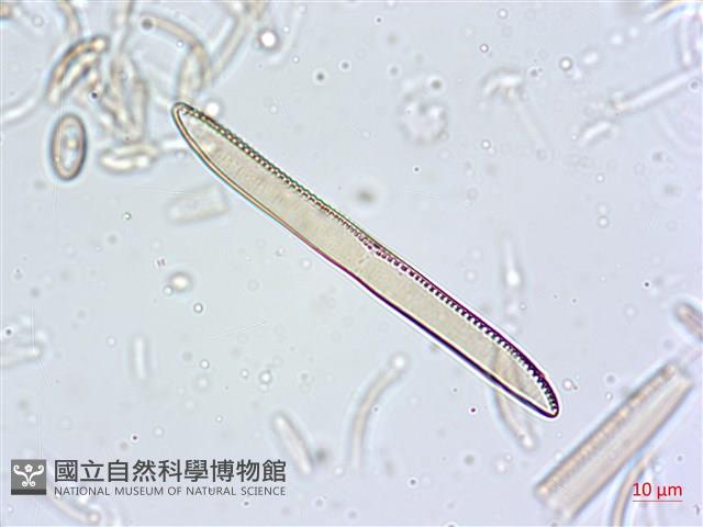 登錄號:A00004630藏品圖，第4張