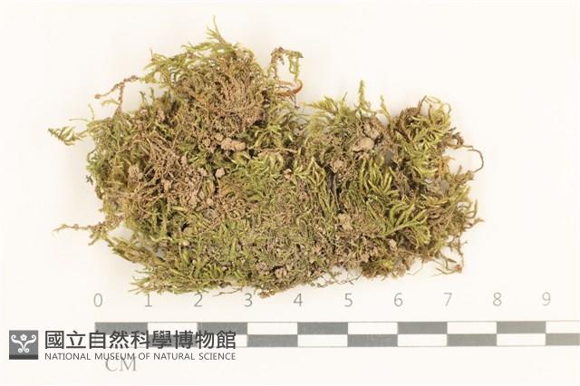 登錄號:B00017630藏品圖，第1張