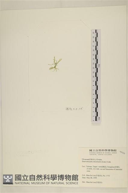 腸滸苔, 河石髮藏品圖，第3張