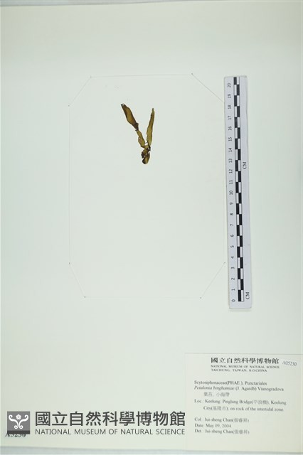 葉苔, 小海帶藏品圖，第3張