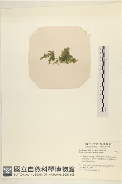 布氏藻藏品圖，第3張
