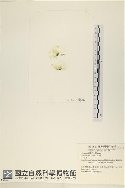 大石蓴, 石蓴藏品圖，第1張