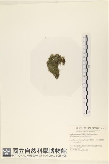 指枝藻藏品圖，第3張