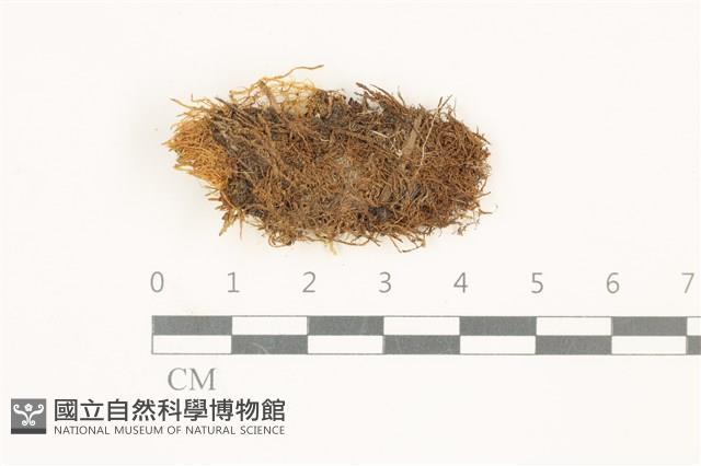 多姿柳葉蘚藏品圖，第1張