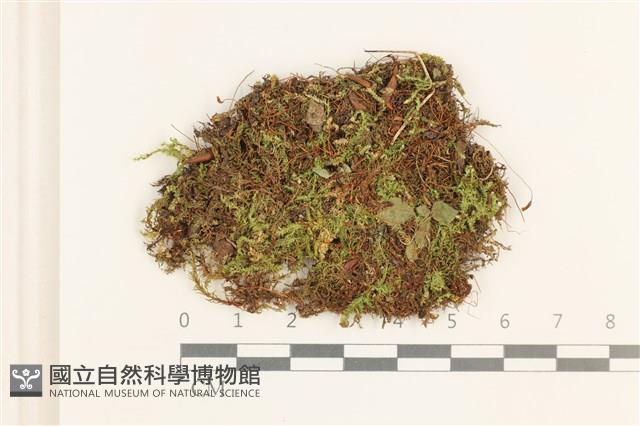 刺葉真蘚藏品圖，第1張