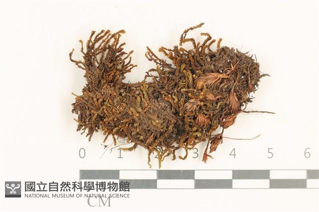 全緣廣萼苔藏品圖，第1張