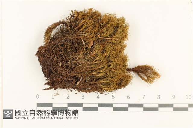 登錄號:B00005530藏品圖，第1張