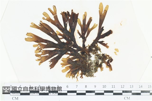 厚網目藻藏品圖，第1張