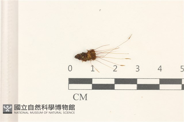 登錄號:B00010530藏品圖，第1張