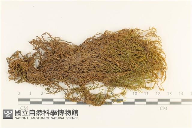 登錄號:B00000530藏品圖，第1張