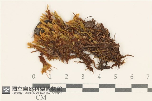 登錄號:B00014430藏品圖，第1張