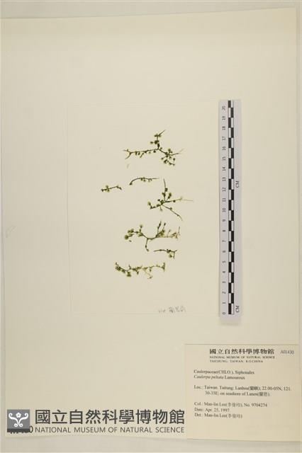 盾葉蕨藻藏品圖，第3張