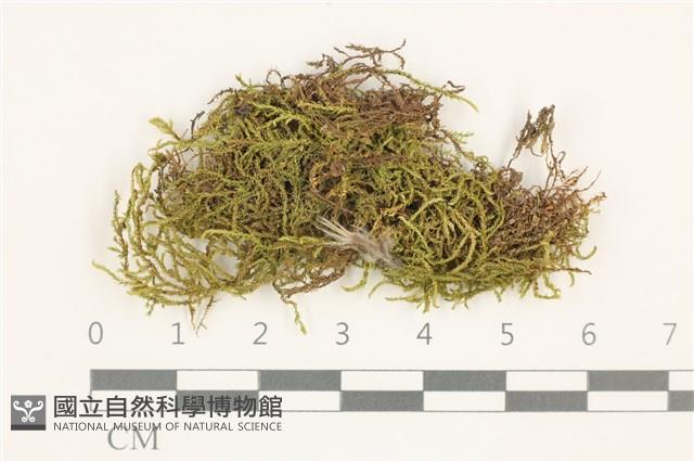 卵葉青蘚藏品圖，第1張