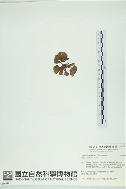 南方團扇藻藏品圖，第3張