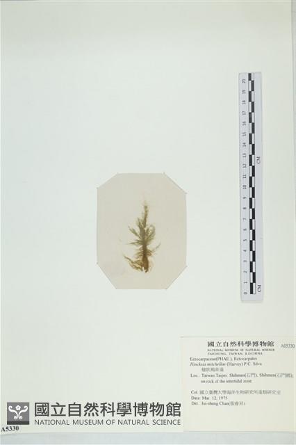 棲狀褐茸藻藏品圖，第3張