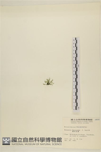偏列羽藻藏品圖，第3張