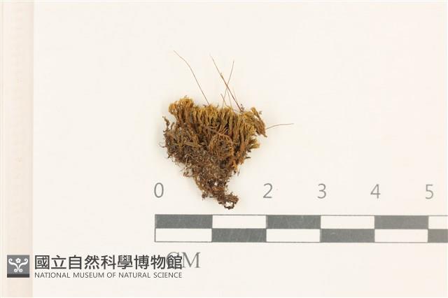 角齒蘚藏品圖，第1張