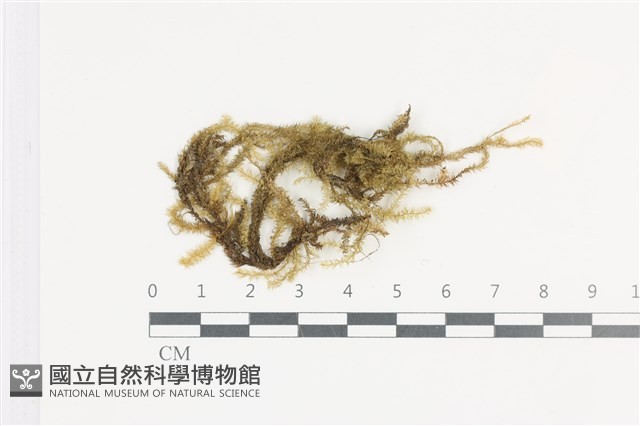 登錄號:B00004730藏品圖，第1張