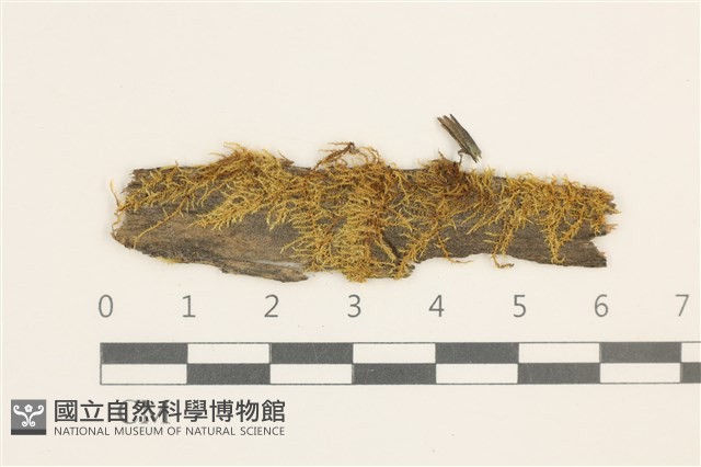 稀齒細濕蘚藏品圖，第1張