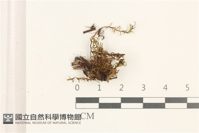 那霸短月蘚藏品圖，第1張