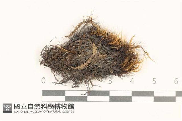 登錄號:B00014650藏品圖，第1張