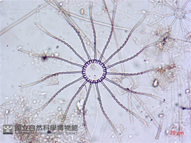 登錄號:A00004650藏品圖，第3張