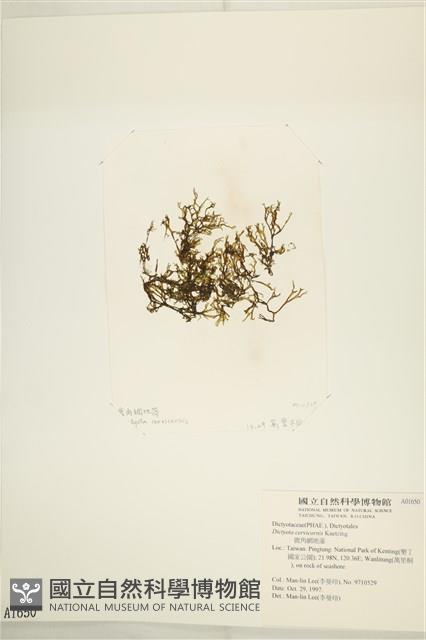 鹿角網地藻藏品圖，第3張