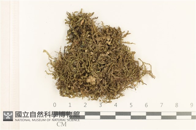 三齒鞭苔藏品圖，第1張