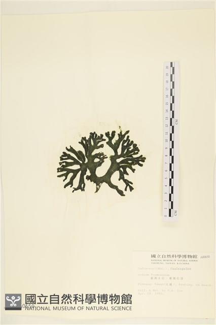 臺灣水松, 臺灣松藻藏品圖，第3張