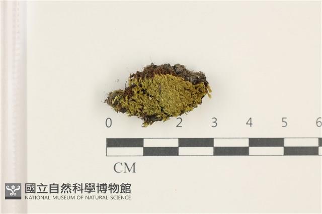 印度扭口蘚藏品圖，第1張