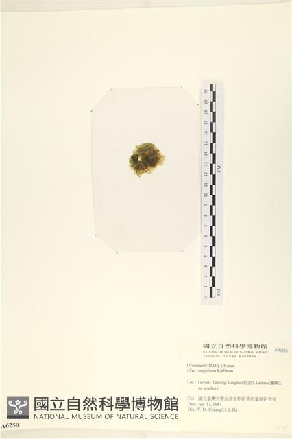 茶花石蓴, 牡丹菜藏品圖，第3張
