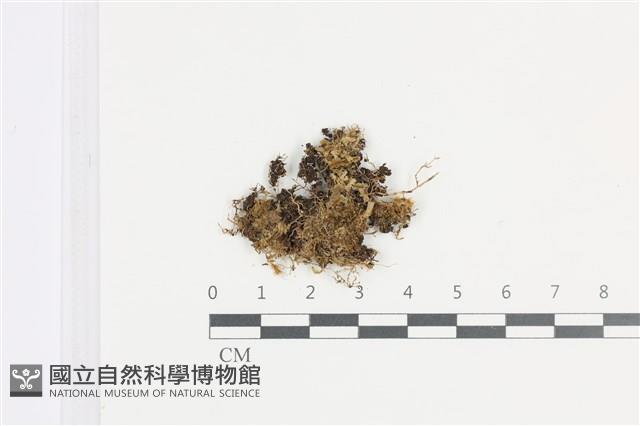 鈍角頂苞苔藏品圖，第1張