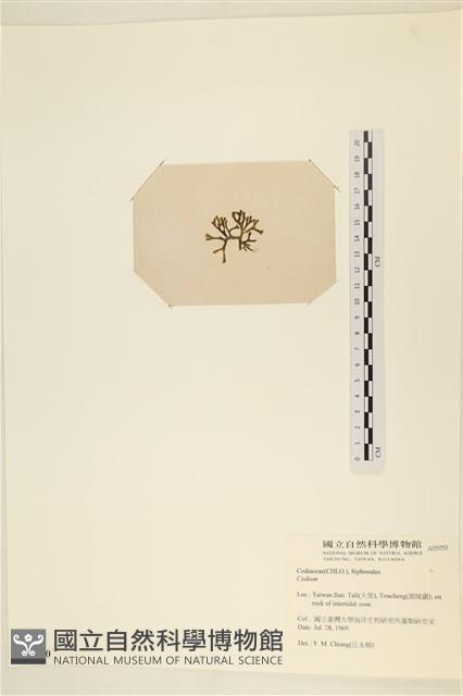 登錄號:A00005050藏品圖，第3張