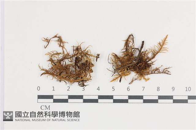山羽蘚藏品圖，第1張