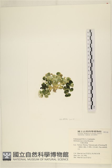 大葉海仙人掌, 大葉仙掌藻藏品圖，第3張