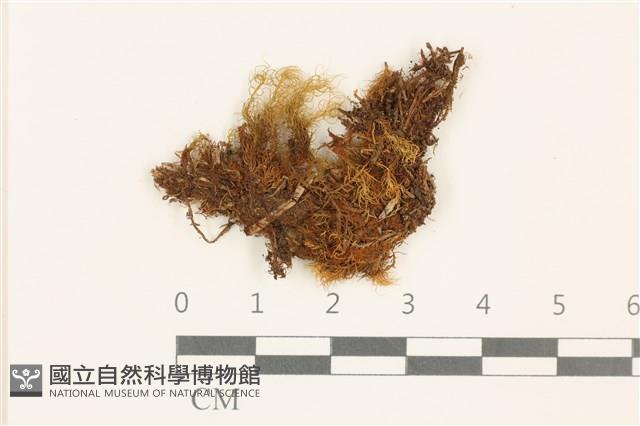 登錄號:B00009550藏品圖，第1張